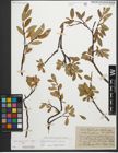 Foto von Salix glaucosericea Flod. x Salix retusa L.